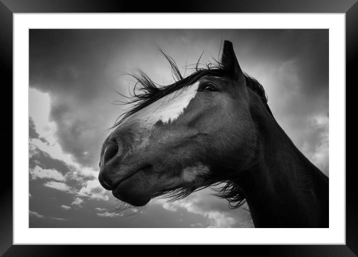 Steadfast Framed Mounted Print by Willie Cowie
