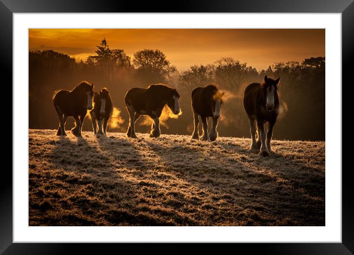 Clydesdale Sunrise Framed Mounted Print by Willie Cowie