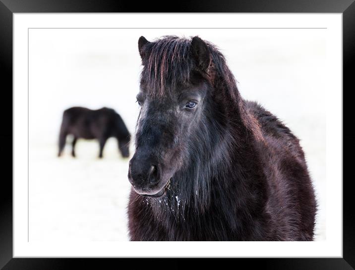 The Friendly One and Pal. Framed Mounted Print by Willie Cowie
