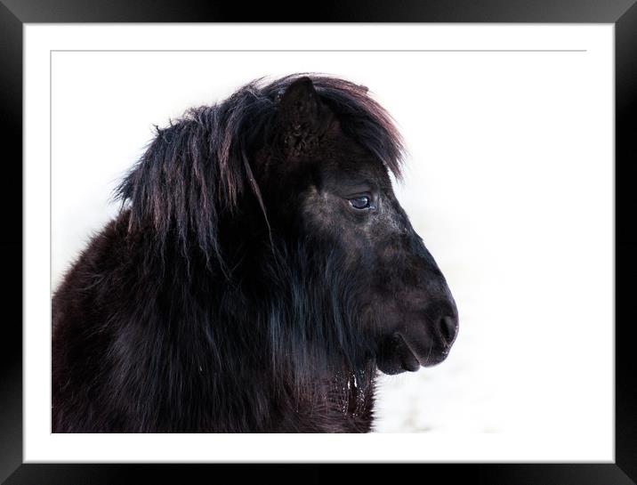 The Friendly One Framed Mounted Print by Willie Cowie