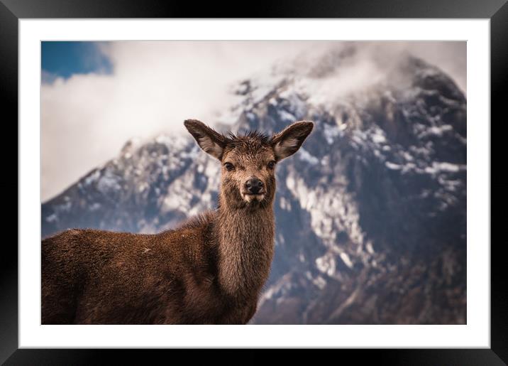 Glencoe Fawn Framed Mounted Print by Willie Cowie