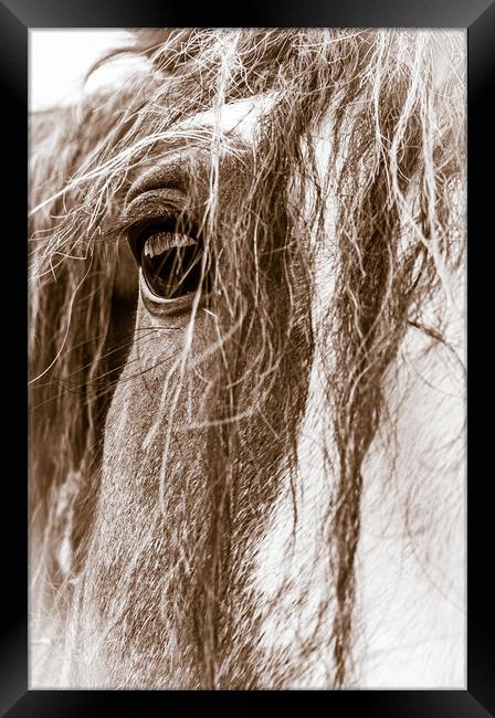 High Key Clydesdale Framed Print by Willie Cowie