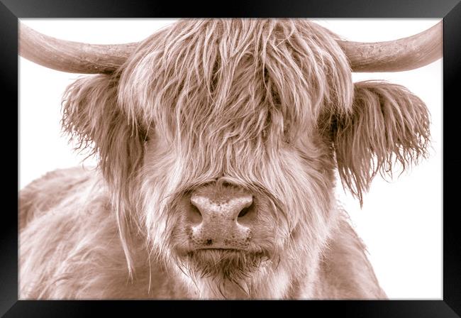 Hairy Coo Collection 2 of 7 Framed Print by Willie Cowie