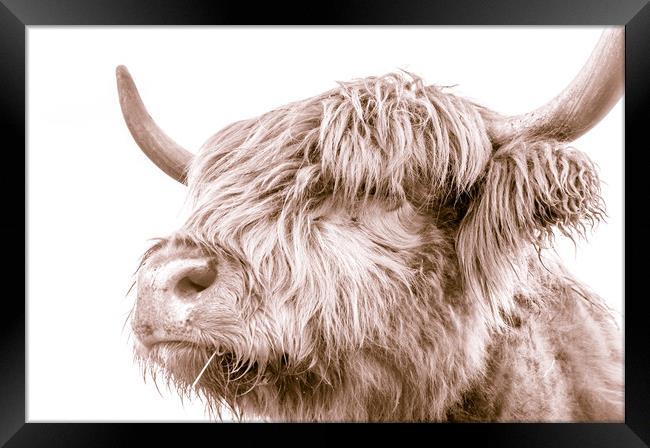 Hairy Coo Collection 3 of 7 Framed Print by Willie Cowie