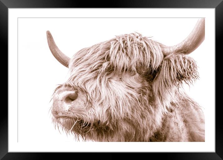 Hairy Coo Collection 3 of 7 Framed Mounted Print by Willie Cowie