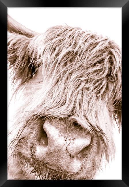 Hairy Coo Collection 6 of 7 Framed Print by Willie Cowie
