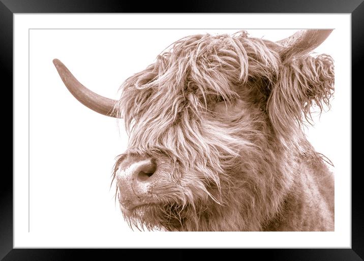 Hairy Coo Collection 7 of 7 Framed Mounted Print by Willie Cowie