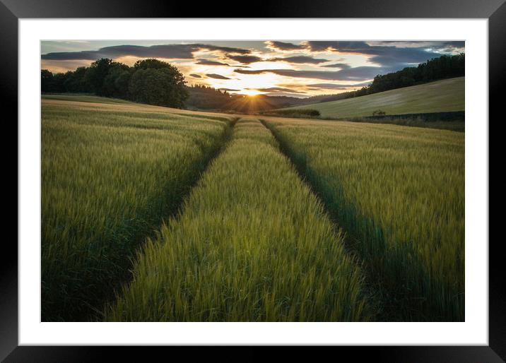 Barley Sunset Framed Mounted Print by Willie Cowie
