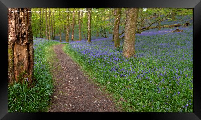 Path Through Bluebells Framed Print by MICHAEL YATES