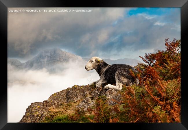 Herdwick in Langdales Framed Print by MICHAEL YATES