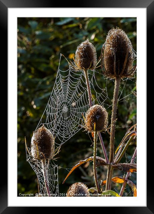 Spiders, Web Thistles and Morning Dew Framed Mounted Print by Pete Watson