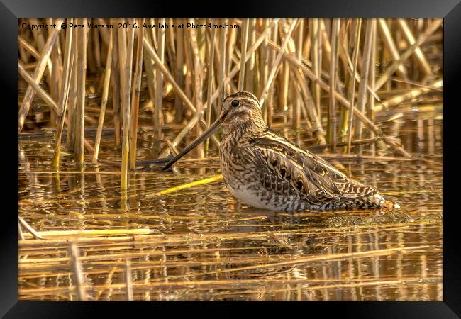 Snipe at Westhay Moor National Nature Reserve Framed Print by Pete Watson