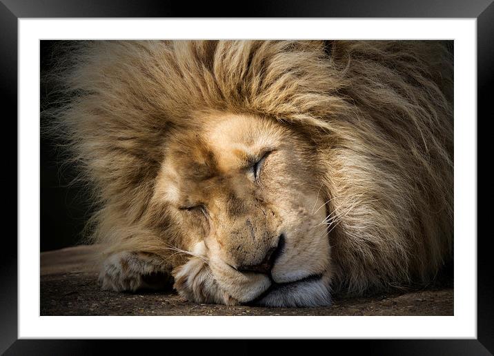 The Lion Sleeps Tonight Framed Mounted Print by Darren Willmin
