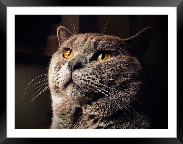 British Blue Shorthair Cat  Framed Mounted Print by Darren Willmin
