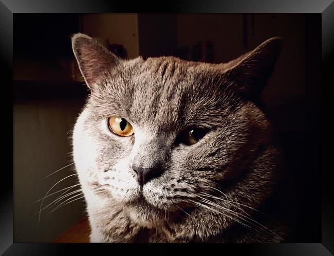 British Blue Shorthair Cat "Lunar" Framed Print by Darren Willmin