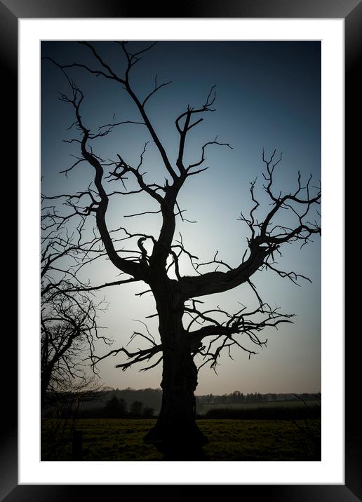 Lonely Dead Tree Framed Mounted Print by Darren Willmin