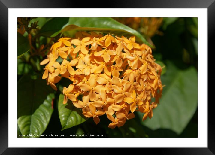 Ixora javanica 'Yellow' Framed Mounted Print by Annette Johnson