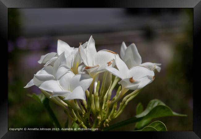 Plumeria pudica Framed Print by Annette Johnson