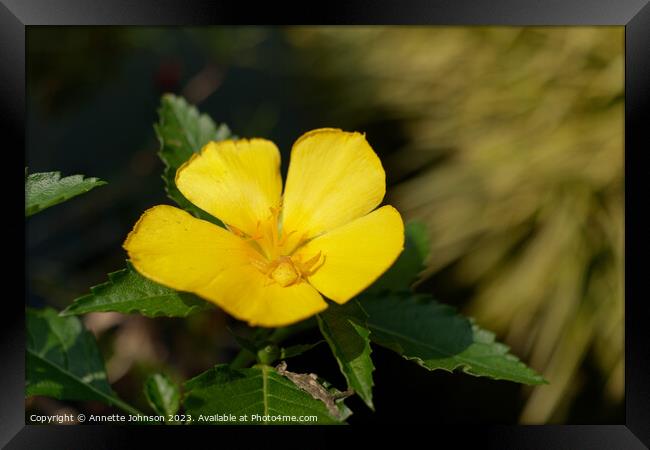 Turnera ulmifolia Framed Print by Annette Johnson