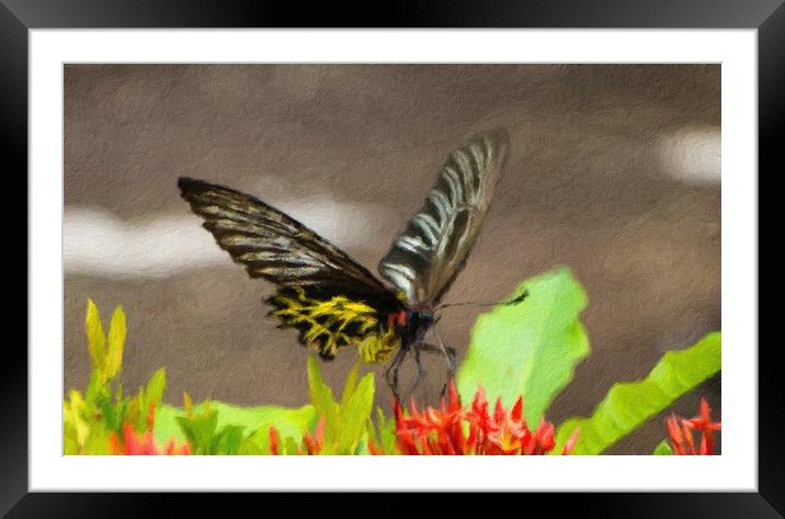 Golden Birdwing Butterfly Framed Mounted Print by Annette Johnson