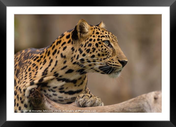 Panthera pardus #2 Framed Mounted Print by Annette Johnson