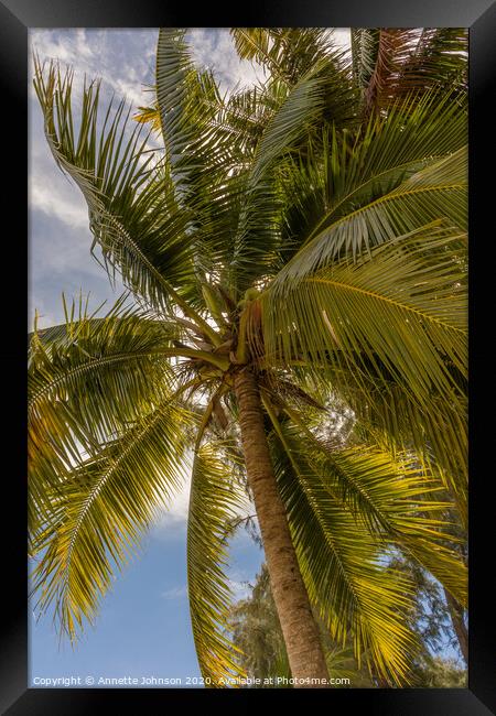 Coconut palm (cocos nucifera) Framed Print by Annette Johnson