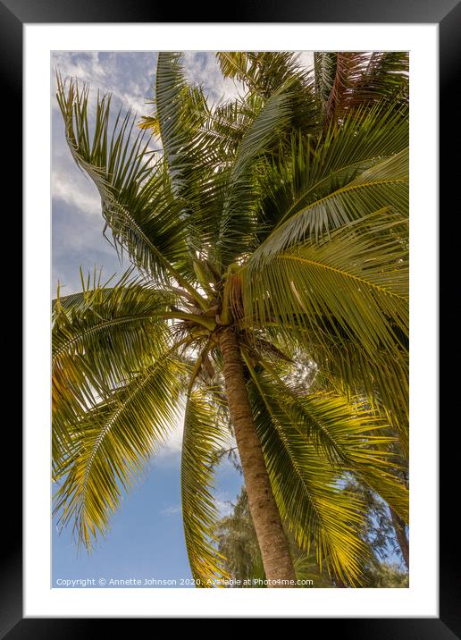 Coconut palm (cocos nucifera) Framed Mounted Print by Annette Johnson
