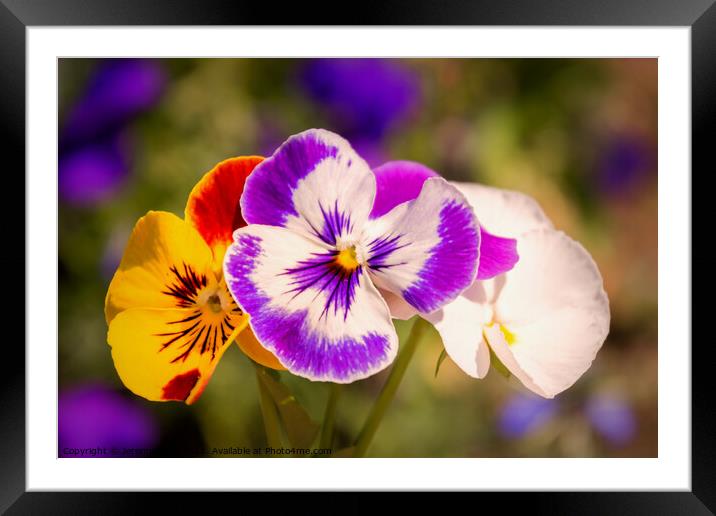 Pansies Framed Mounted Print by Jeremy Sage