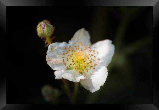 Vibrant Blackberry Blossom in Rural Kent Framed Print by Jeremy Sage