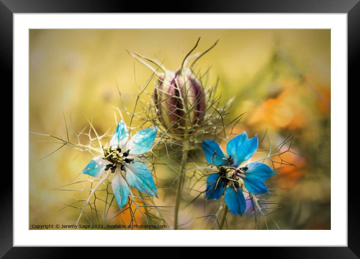 Turquoise Romance Framed Mounted Print by Jeremy Sage