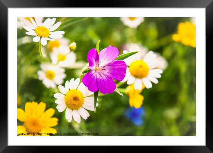 Vibrant Wildflowers Along a Rural Road Framed Mounted Print by Jeremy Sage