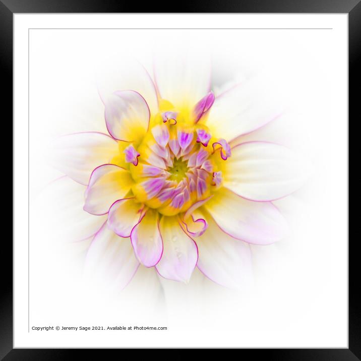 Bright white Dahlia Framed Mounted Print by Jeremy Sage