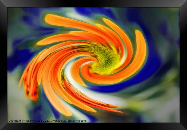 Vibrant Chrysanthemum Swirl Framed Print by Jeremy Sage