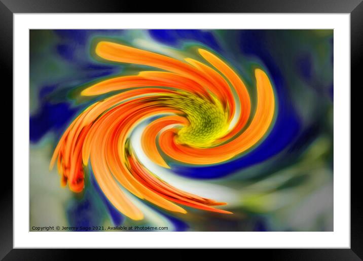 Vibrant Chrysanthemum Swirl Framed Mounted Print by Jeremy Sage