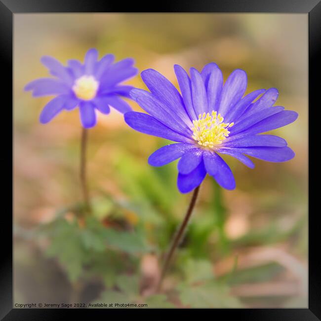 Anemone Blanda Framed Print by Jeremy Sage