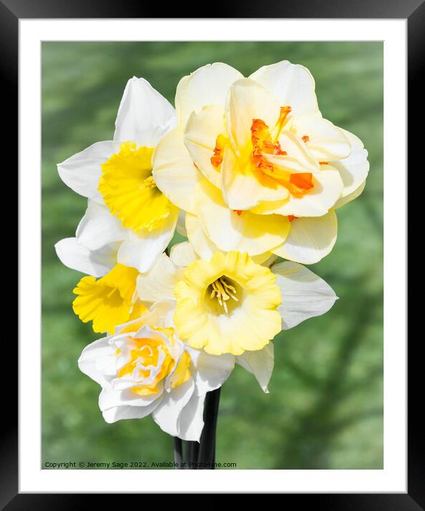 Daffs Framed Mounted Print by Jeremy Sage