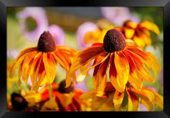 Radiant Rudbeckia Framed Print by Jeremy Sage