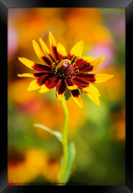 Small Rudbeckia flower Framed Print by Jeremy Sage