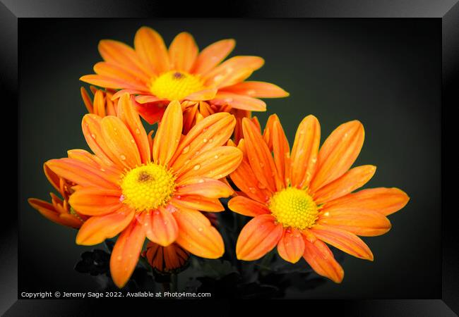 Vibrant Orange Chrysanthemums Framed Print by Jeremy Sage