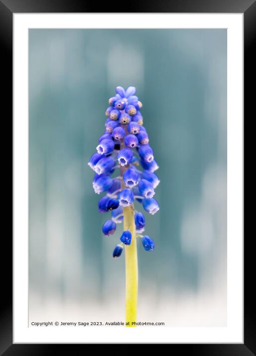 Vibrant Muscari Blooms Framed Mounted Print by Jeremy Sage