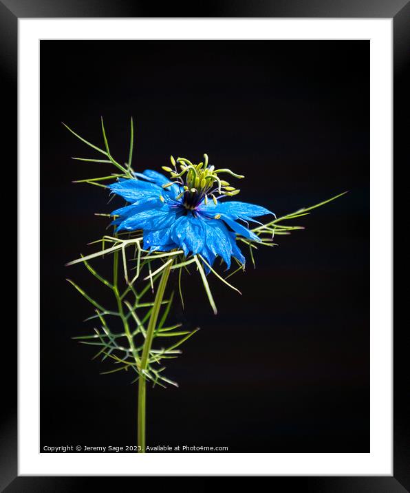 Black & Blue with Green Framed Mounted Print by Jeremy Sage