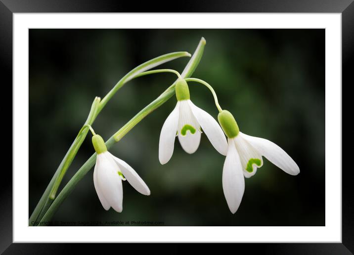 Snowdrops Framed Mounted Print by Jeremy Sage