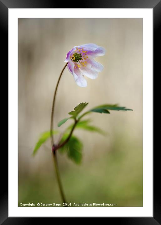 The Enchanting Woodland Anemone Framed Mounted Print by Jeremy Sage