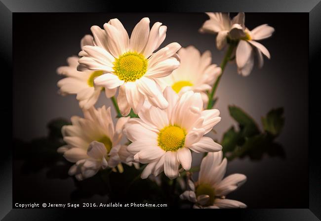 Radiant Chrysanthemums Framed Print by Jeremy Sage