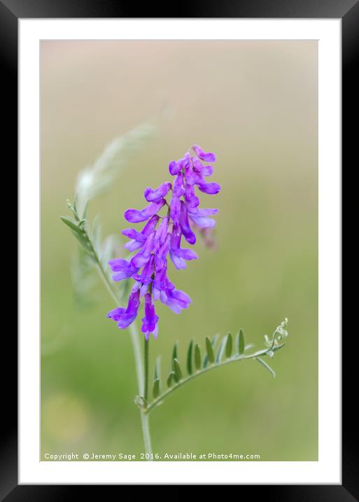Mauve Vetch in Kent Meadow Framed Mounted Print by Jeremy Sage