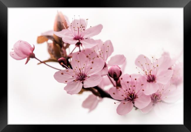 Pink Prunus Perfection Framed Print by Jeremy Sage