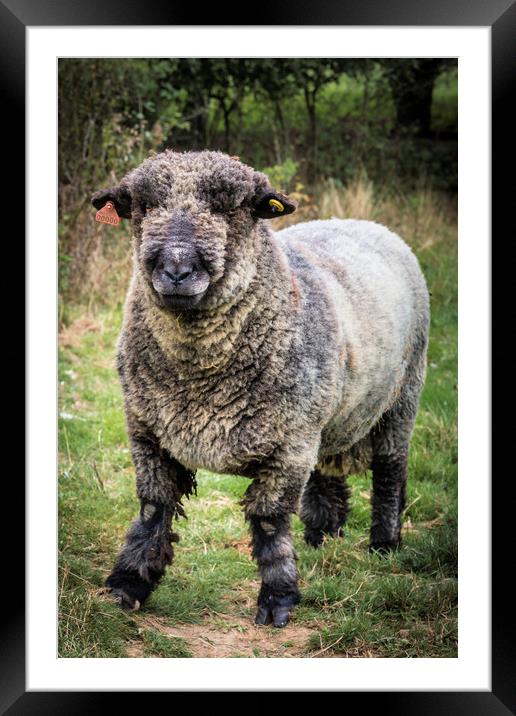 Majestic Coloured Ryeland Ram in its Natural Habit Framed Mounted Print by Jeremy Sage
