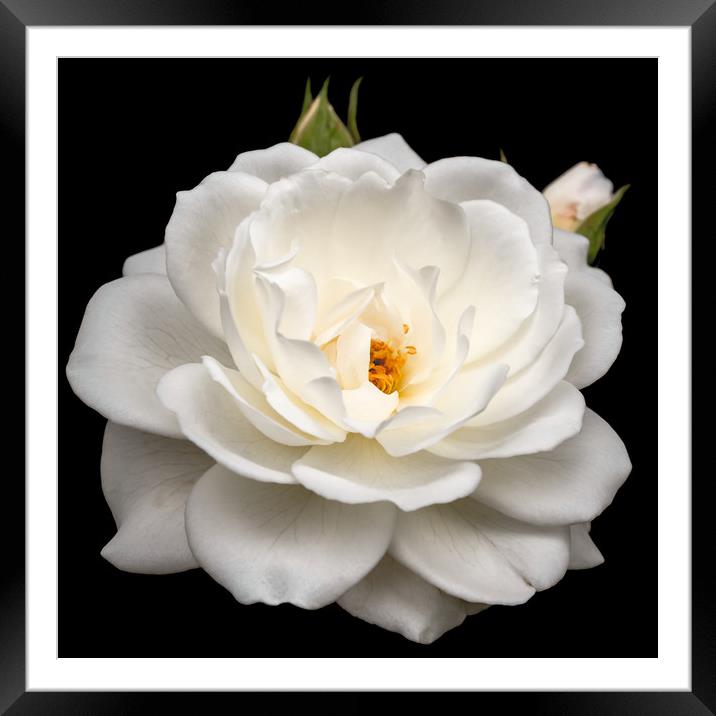 Elegant White Rose in Full Bloom Framed Mounted Print by Jeremy Sage