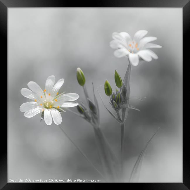 Beauty in Selective Stellaria Framed Print by Jeremy Sage