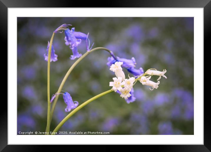 Enchanting Bluebell Woodland Framed Mounted Print by Jeremy Sage